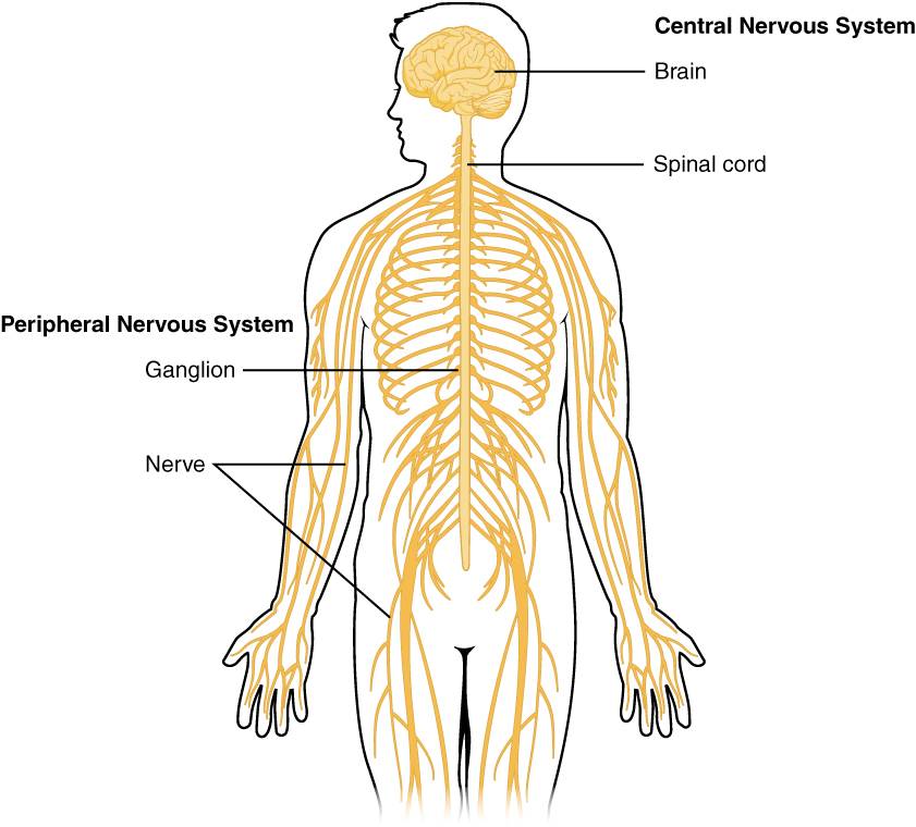 Nervous_System