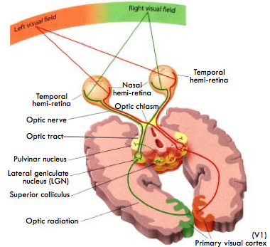 Two neural figure